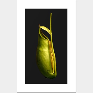 Nepenthes tropical pitcher plant botanical drawing carnivorous plant Posters and Art